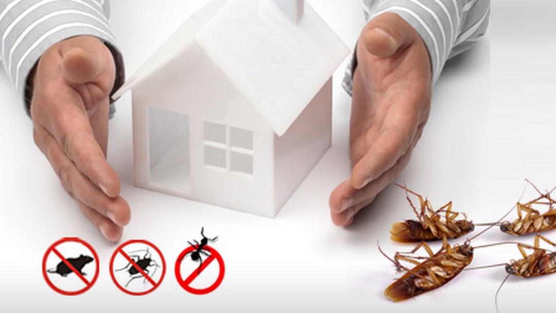 pest control service benefits