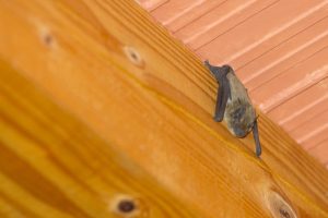 Bat Removal