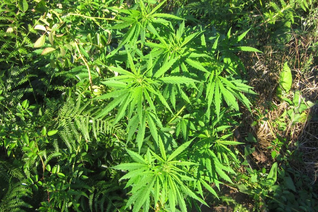 online dispensary canada